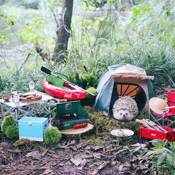 Landak Susu ini di Endorse oleh Merek Perlengkapan Camping, dan ini Hasilnya.