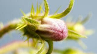 Bagaimana kita menciptakan 'tanaman super' untuk kemanusiaan