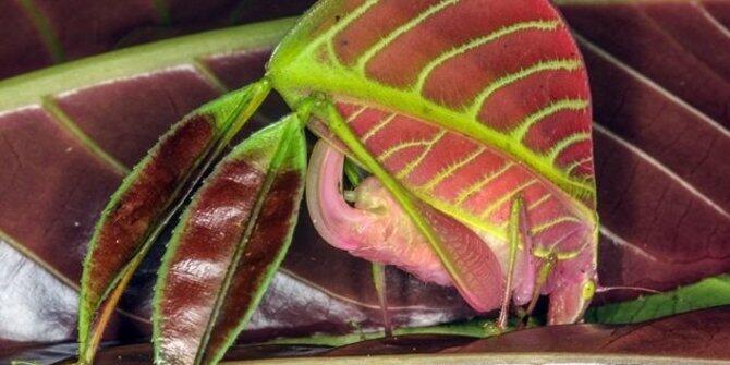 Deretan spesies binatang baru yang bentuknya bikin geli!