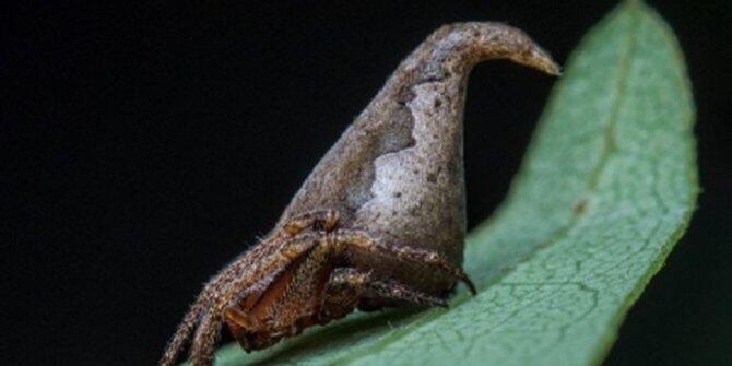 Deretan spesies binatang baru yang bentuknya bikin geli!