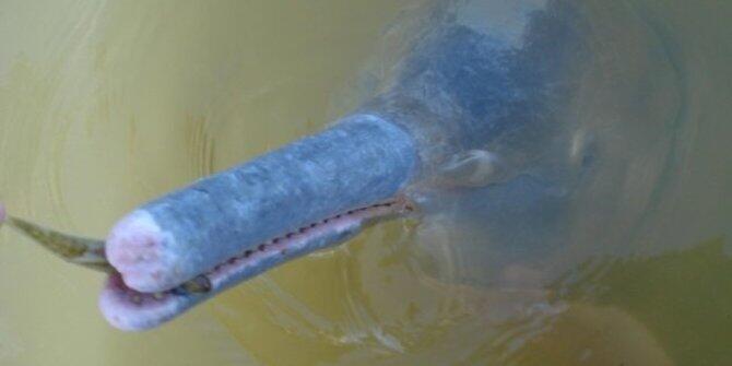 Deretan spesies binatang baru yang bentuknya bikin geli!