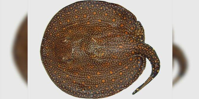 Deretan spesies binatang baru yang bentuknya bikin geli!