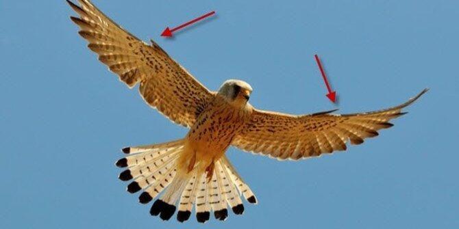 6 Teknologi canggih yang sebelumnya telah dimiliki hewan