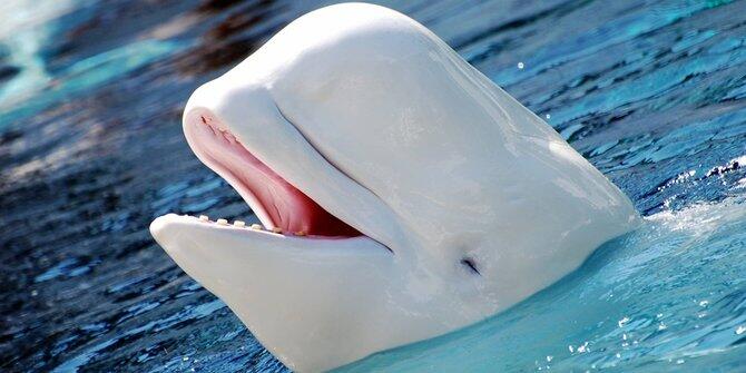 6 Teknologi canggih yang sebelumnya telah dimiliki hewan