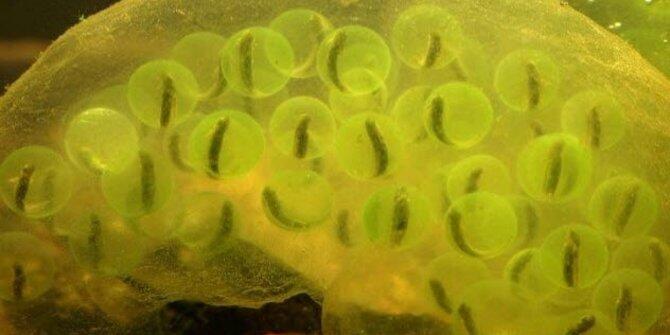 6 Teknologi canggih yang sebelumnya telah dimiliki hewan