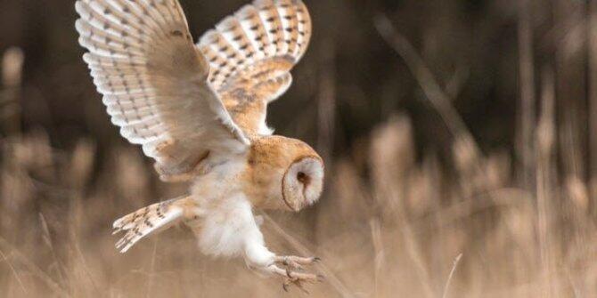 6 Teknologi canggih yang sebelumnya telah dimiliki hewan