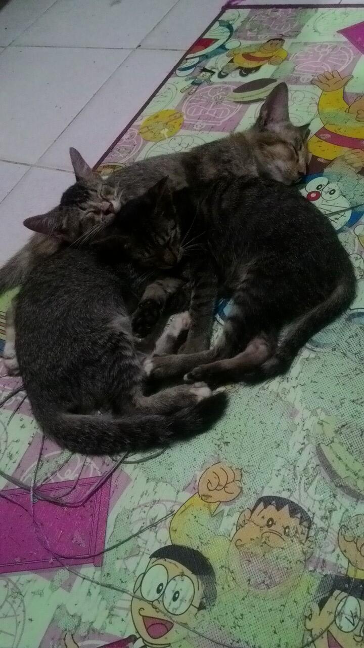 Terawang kucing hilang