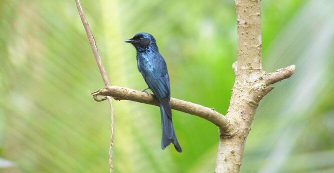 16++ Burung srigunting jambul terbaru