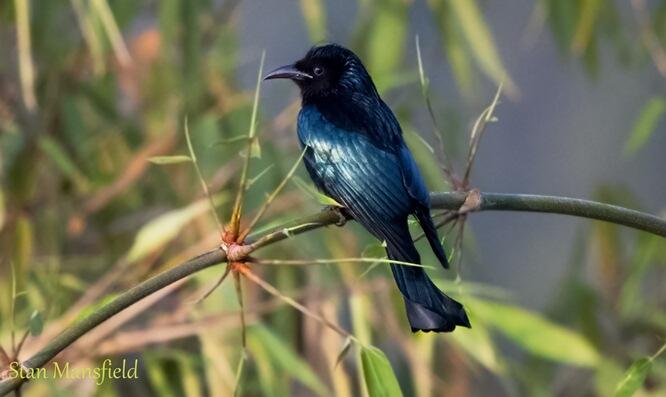 SRIGUNTING - BURUNG UNIK SI PENIRU ULUNG
