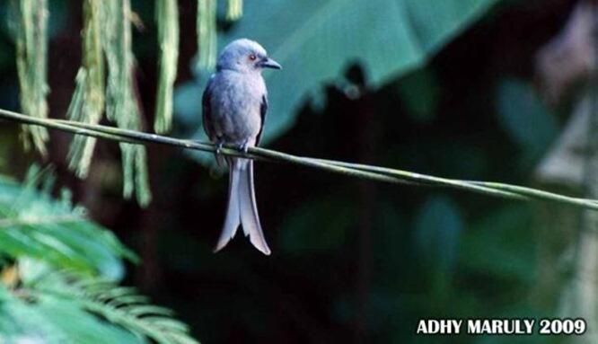 SRIGUNTING - BURUNG UNIK SI PENIRU ULUNG