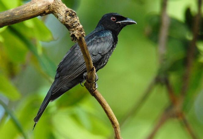 SRIGUNTING - BURUNG UNIK SI PENIRU ULUNG