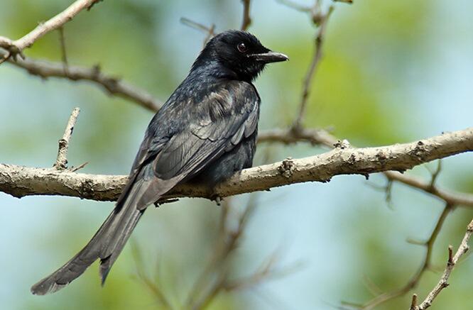 SRIGUNTING - BURUNG UNIK SI PENIRU ULUNG