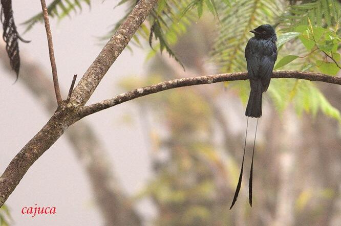 SRIGUNTING - BURUNG UNIK SI PENIRU ULUNG