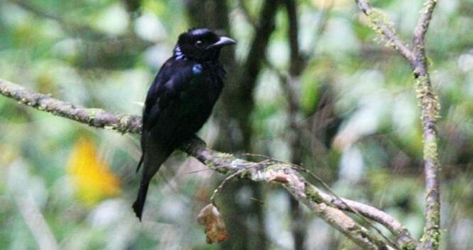 SRIGUNTING - BURUNG UNIK SI PENIRU ULUNG