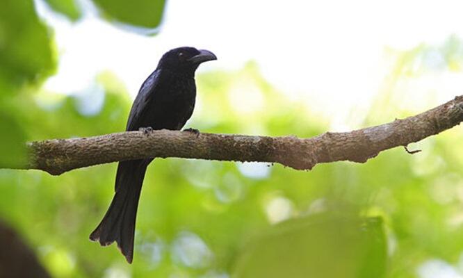 SRIGUNTING - BURUNG UNIK SI PENIRU ULUNG