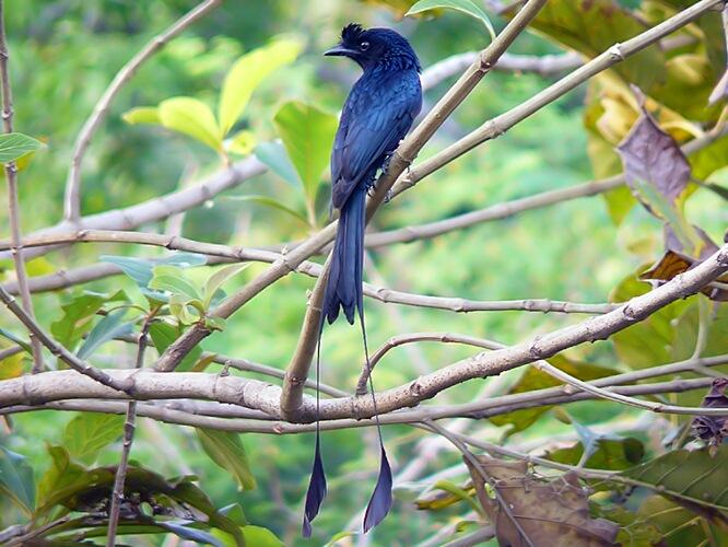 SRIGUNTING - BURUNG UNIK SI PENIRU ULUNG