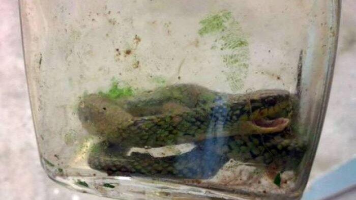 Bikin Kaget, Bayi 17 Bulan Gigit Ular Berbisa Sampai Mati