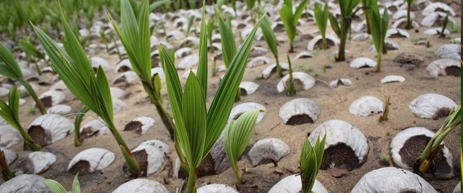 Kembalikan Kejayaan Kelapa, Kementan Bantu Bibit Kelapa dan Pupuk di Gorontalo