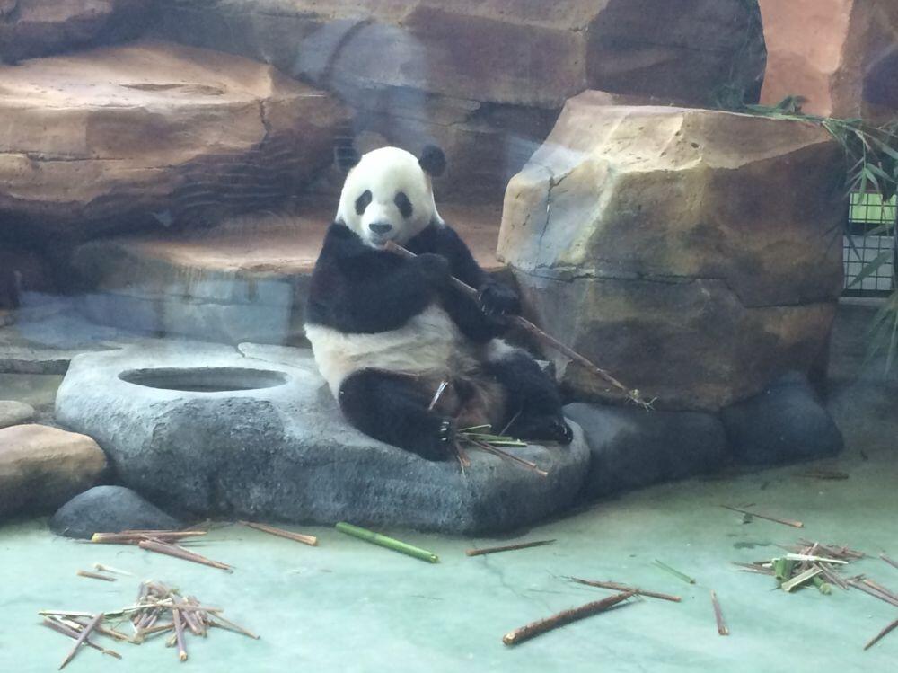 Kenalan yuk dengan dua giant panda di Istana Panda Indonesia