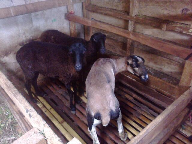 Peluang investasi ternak domba / kambing daerah jawa barat