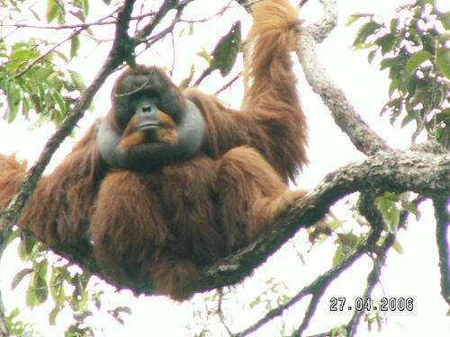 Kenalkan, Orangutan Tapanuli, Anggota Baru Keluarga Satwa Indonesia