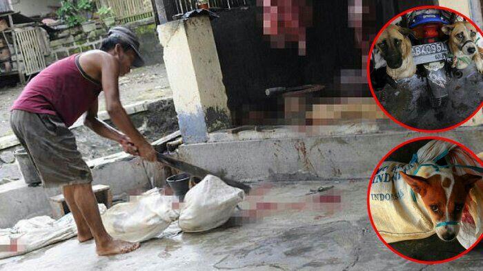 Keji! Inilah Bukti Mengerikan di Tempat Jagal Perdagangan Daging Anjing di Indonesia