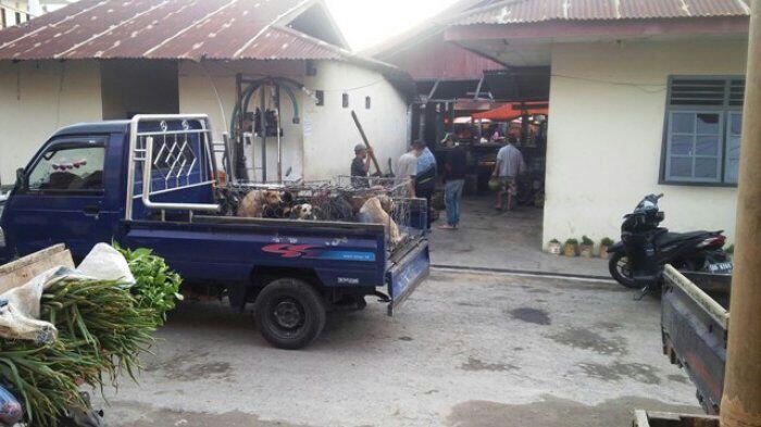 Keji! Inilah Bukti Mengerikan di Tempat Jagal Perdagangan Daging Anjing di Indonesia