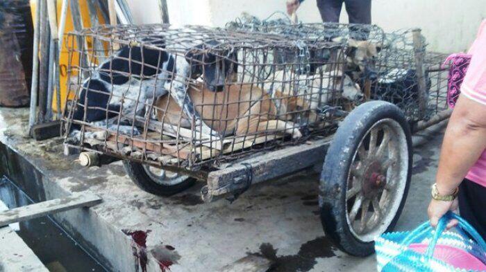 Keji! Inilah Bukti Mengerikan di Tempat Jagal Perdagangan Daging Anjing di Indonesia