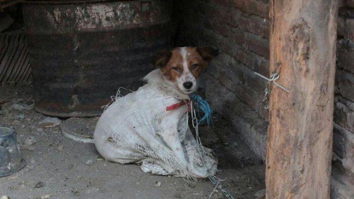 Keji! Inilah Bukti Mengerikan di Tempat Jagal Perdagangan Daging Anjing di Indonesia