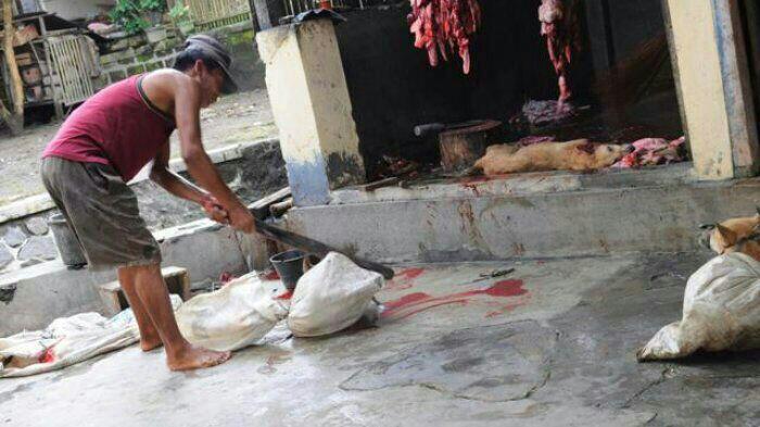 Keji! Inilah Bukti Mengerikan di Tempat Jagal Perdagangan Daging Anjing di Indonesia