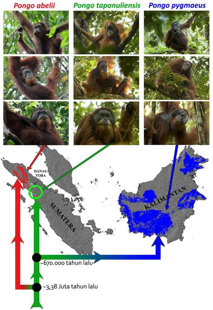 Ini Spesies Orangutan Yang Baru Ditemukan Di Indonesia ( Pongo tapanuliensis )
