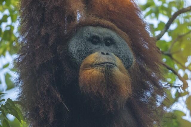 Ini Spesies Orangutan Yang Baru Ditemukan Di Indonesia ( Pongo tapanuliensis )