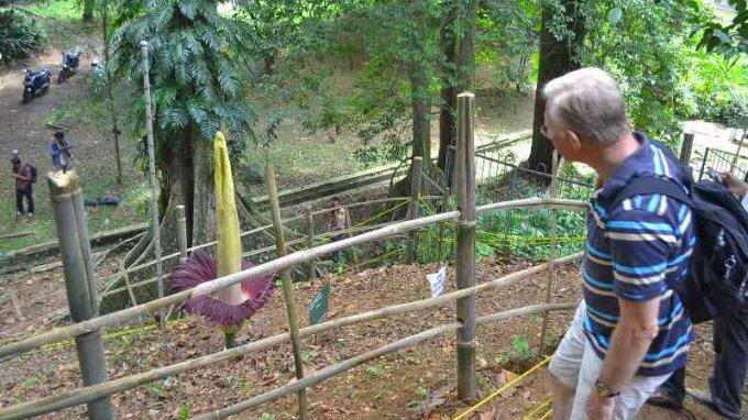  Bunga  Bangkai yang  Ditanam di Pot  Mekar di Kebun Raya 