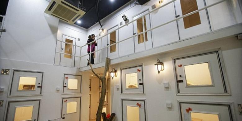 Keren! Hotel Bintang Lima Ini Khusus Melayani Kucing Bukan Manusia