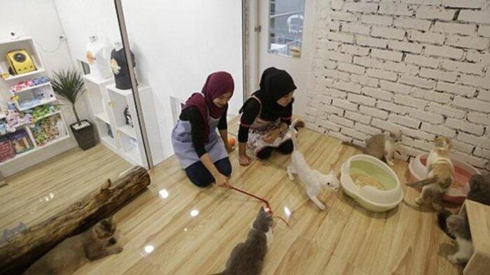 Keren! Hotel Bintang Lima Ini Khusus Melayani Kucing Bukan Manusia