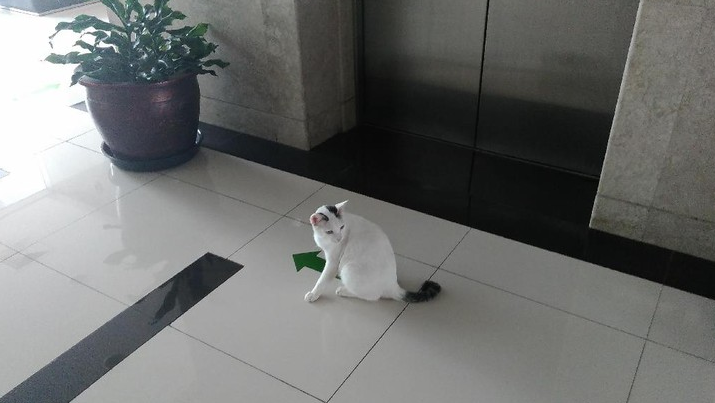 Mengikuti Shiro, Si Kucing Penunggu Gedung DPR