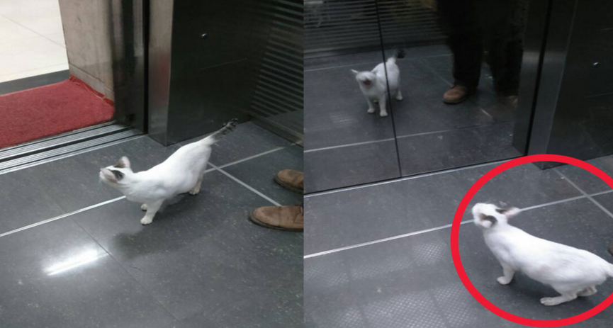 Mengikuti Shiro, Si Kucing Penunggu Gedung DPR