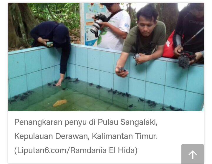 Selamat Pagi Penyu-Penyu Kecil Pulau Sangalaki