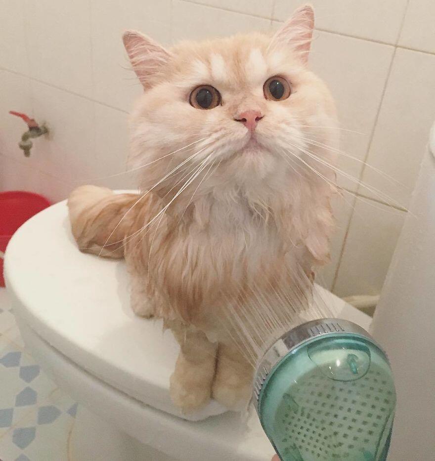 Kucing yang Suka Mandi Ini Lucu Banget 