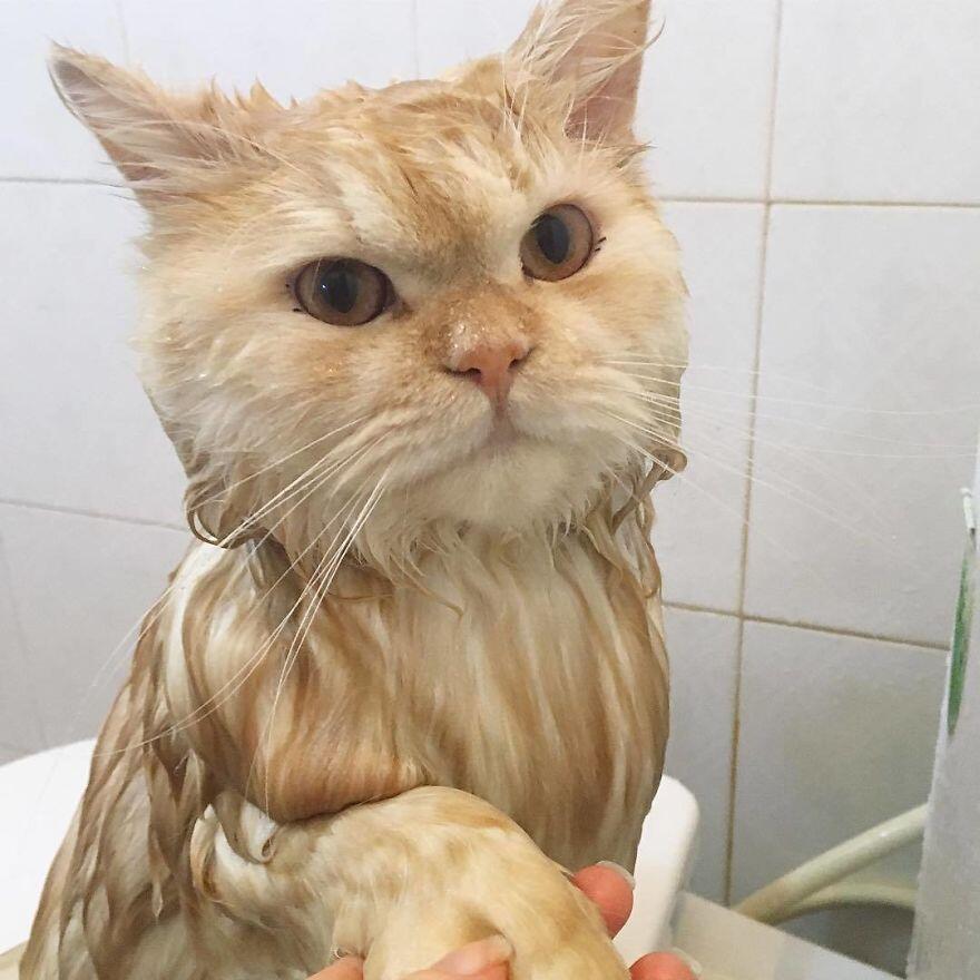 Kucing yang Suka Mandi Ini Lucu Banget 