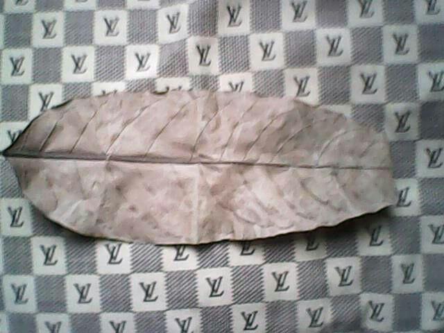 Daun Taguh Sehari???