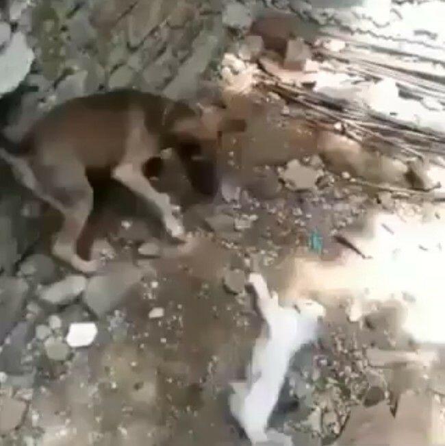 Polisi Benarkan Lokasi Video Anjing Bantai Kucing di Ciparay