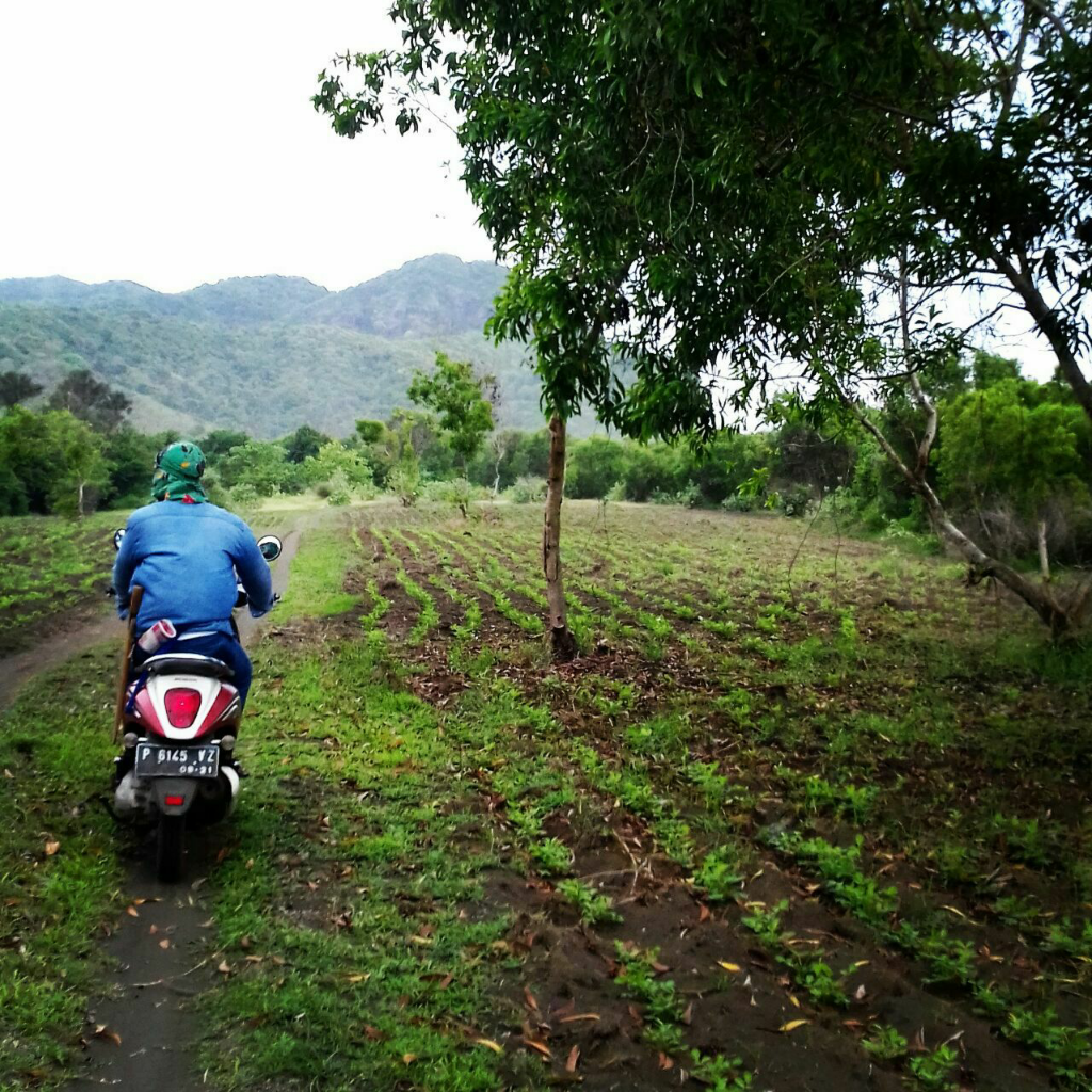 The Forgetten Paradise ini Banyuwangi