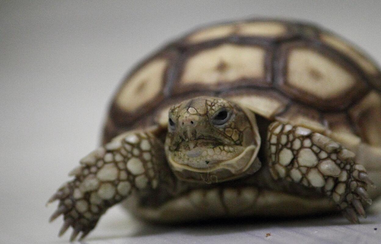 Tortuga es un reptil o anfibio