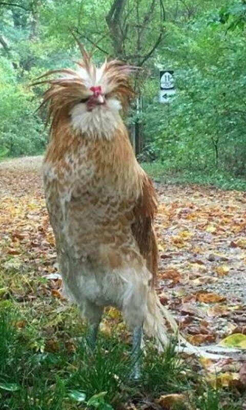 Mengenal Ayam Hias Ras Eropa ( Si Jambul )