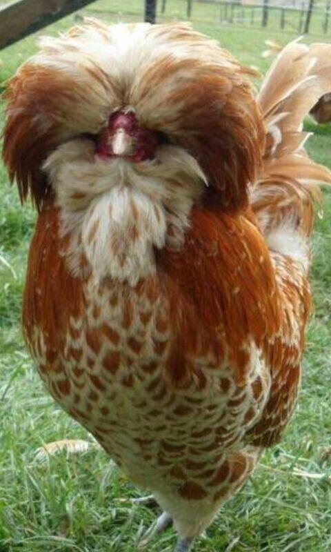 Mengenal Ayam Hias Ras Eropa ( Si Jambul )