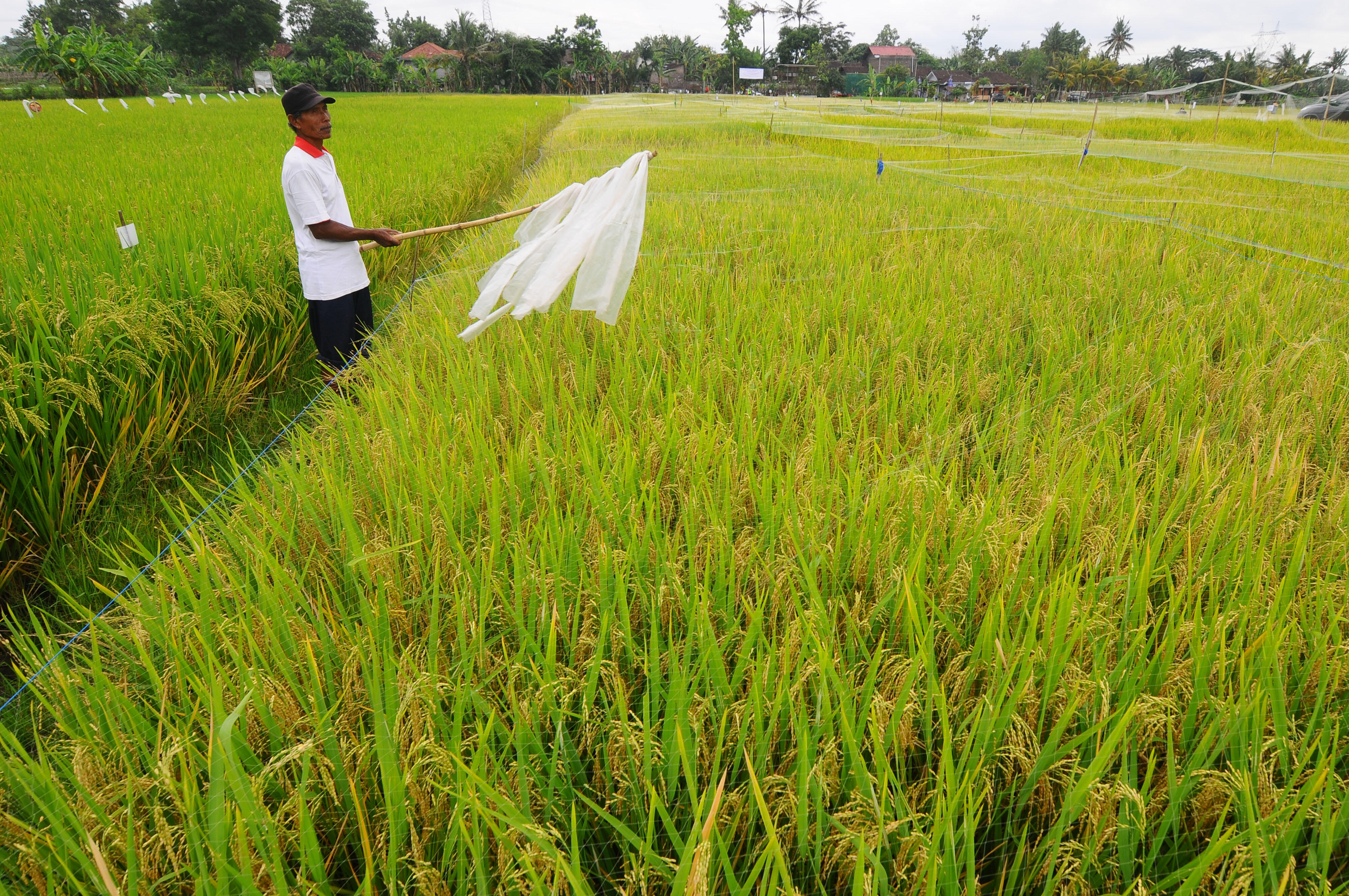 Hasil Panen Pertanian Modern Di Klaten Tertinggi Di Dunia | KASKUS