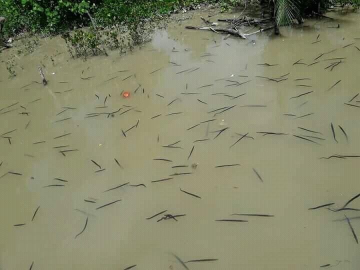 Heboh.. Hewan Mirip Lintah Serbu Sungai Soga Kalbar