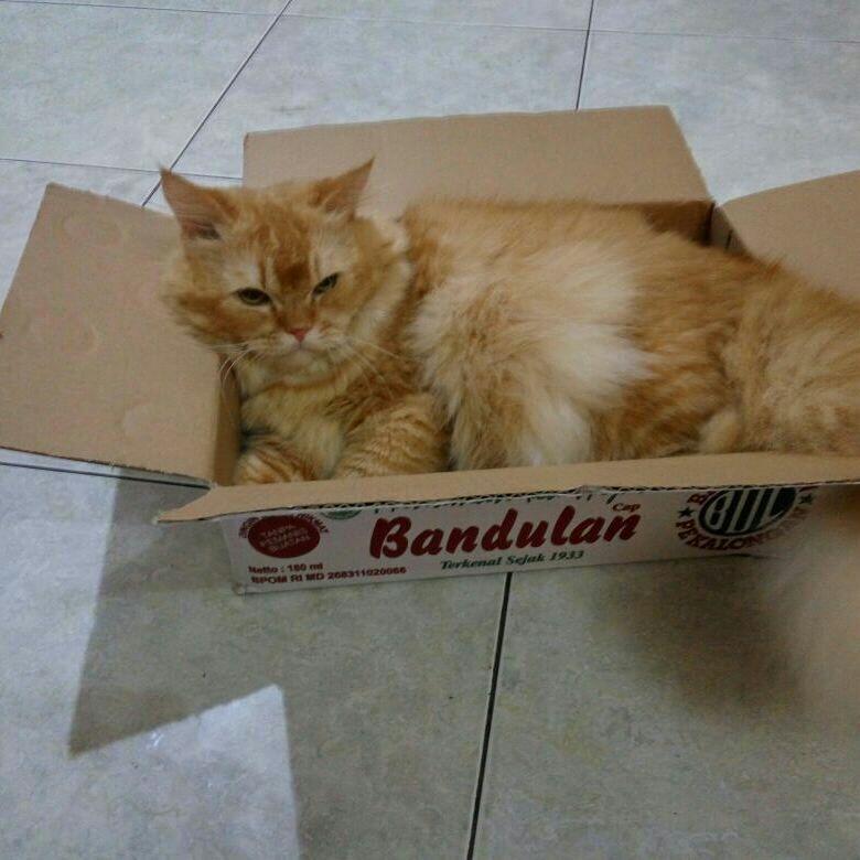 GanSis, Kenapa Sih Kucing Selalu Sembunyi Di Deket Kardus? 