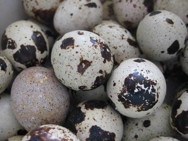 5 Manfaat Telur puyuh bagi kesehatan tubuh